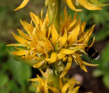 Gentiana