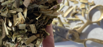 Rekindling The Wild Medicine Path – Wild Plants of Wintertime in Ivywood
