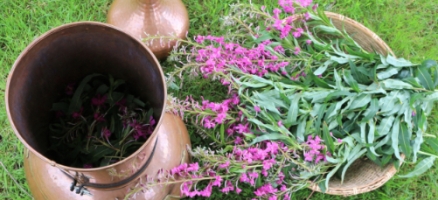 Rekindling The Wild Medicine Path – Wild Plants of Summertime in Ivywood